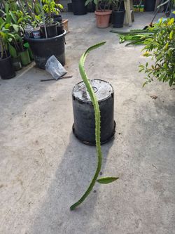 Ecuador Palora Dragon Fruit Plant