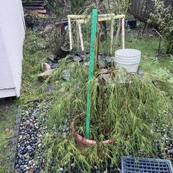 Four Foot Leyland Cypress Tree In Designer Pot 