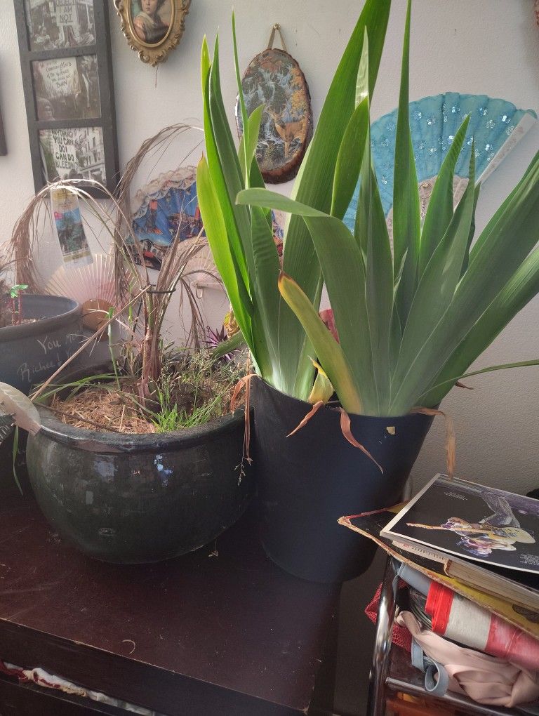 Multiple Plants And Pots And A Little More