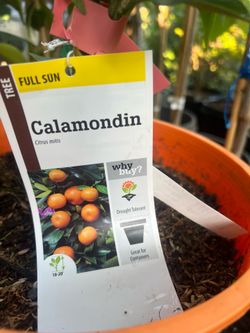 Semi dwarf calamondin trees