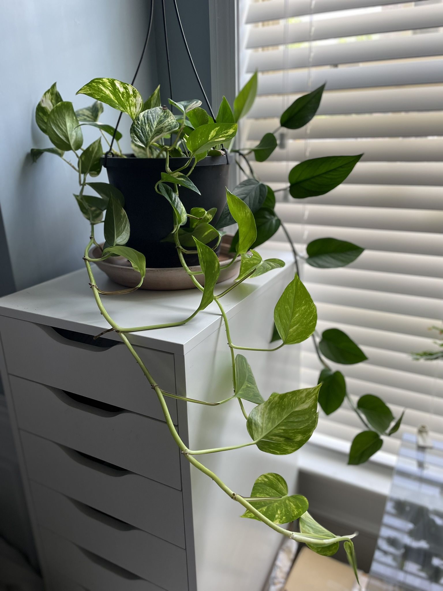 Pothos Philodendron Live Green House Plant