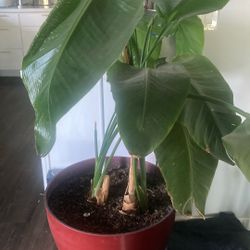 5 Ft Bird Of Paradise 