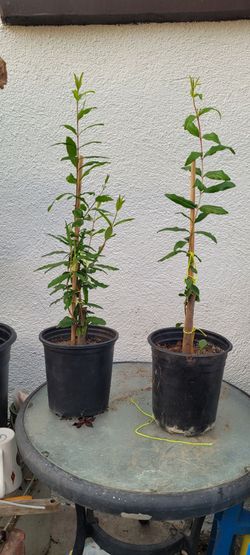Pomegranate tree rooted