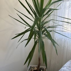 Big Plant Real