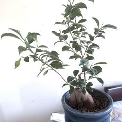 Pot belly fig  Bonsai Tree In A Medium Ceramic Blue Pot