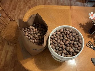 Fresh Whole In-Shell Pecans hand selected from our pecan trees! $40 for 5 gallons!