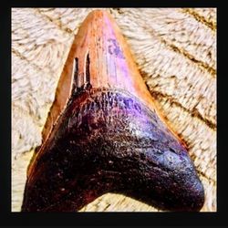 Megaladon Real Fossilized Shark Tooth Million Yrs Old 