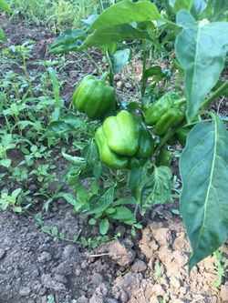 Green Bell Peppers, Banana Peppers, Jalapeños