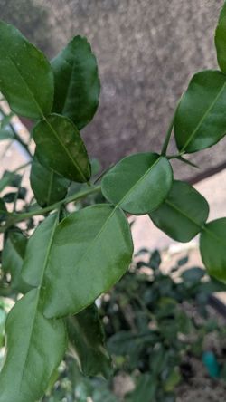 Fresh Kaffir Lime Leaves