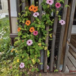 2 Plants In 1 Pot