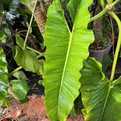 dream herb plant Calea Zacatechichi Mexican Dream Herb, Leaf of God Ritual, Lucid Dream    Wild Woman on Fire 