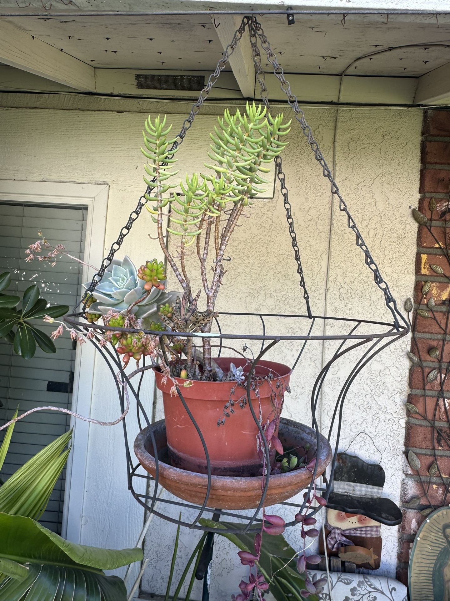 Succulent Arrangement