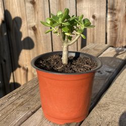 Small Jade Plant 🌱 