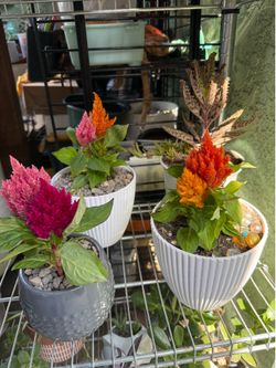 Flowers 💐 and Succulents on crystal base