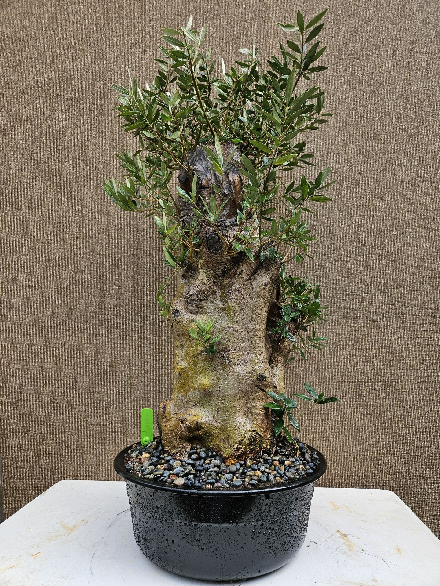 Old Fruiting Olive Tree Bonsai Tree