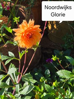 Dahlia Plants Decorative Noordwijks Glorie $5 each
