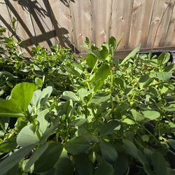 Fava Bean, $1.50 each, in 9 ounce cup. Or $40 for 30 beans. 