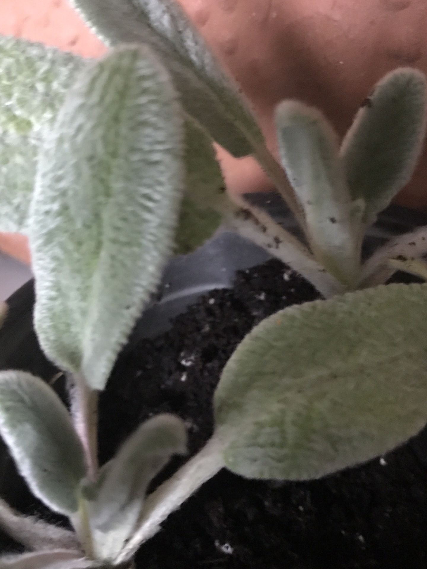 1 Live Lambs Ear Plant In Pot