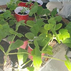 Vegetable Plants, Roses Strawberry, And Geranium.plants