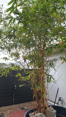 Bamboo Plants