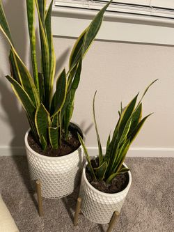 Snake plants with stand