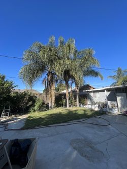 Palm Tree (clean)