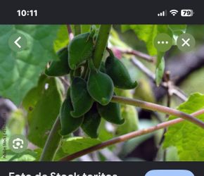In Woodburn toritos una hermosa planta para el jardín $15.00 cada una son de 2 galones