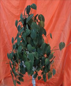 Philodendron micans