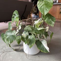 Variegated Monstera Albo Rooted - Highly Variegated 5x Plants