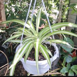 Spider Plants Hanging Baskets Houseplant 