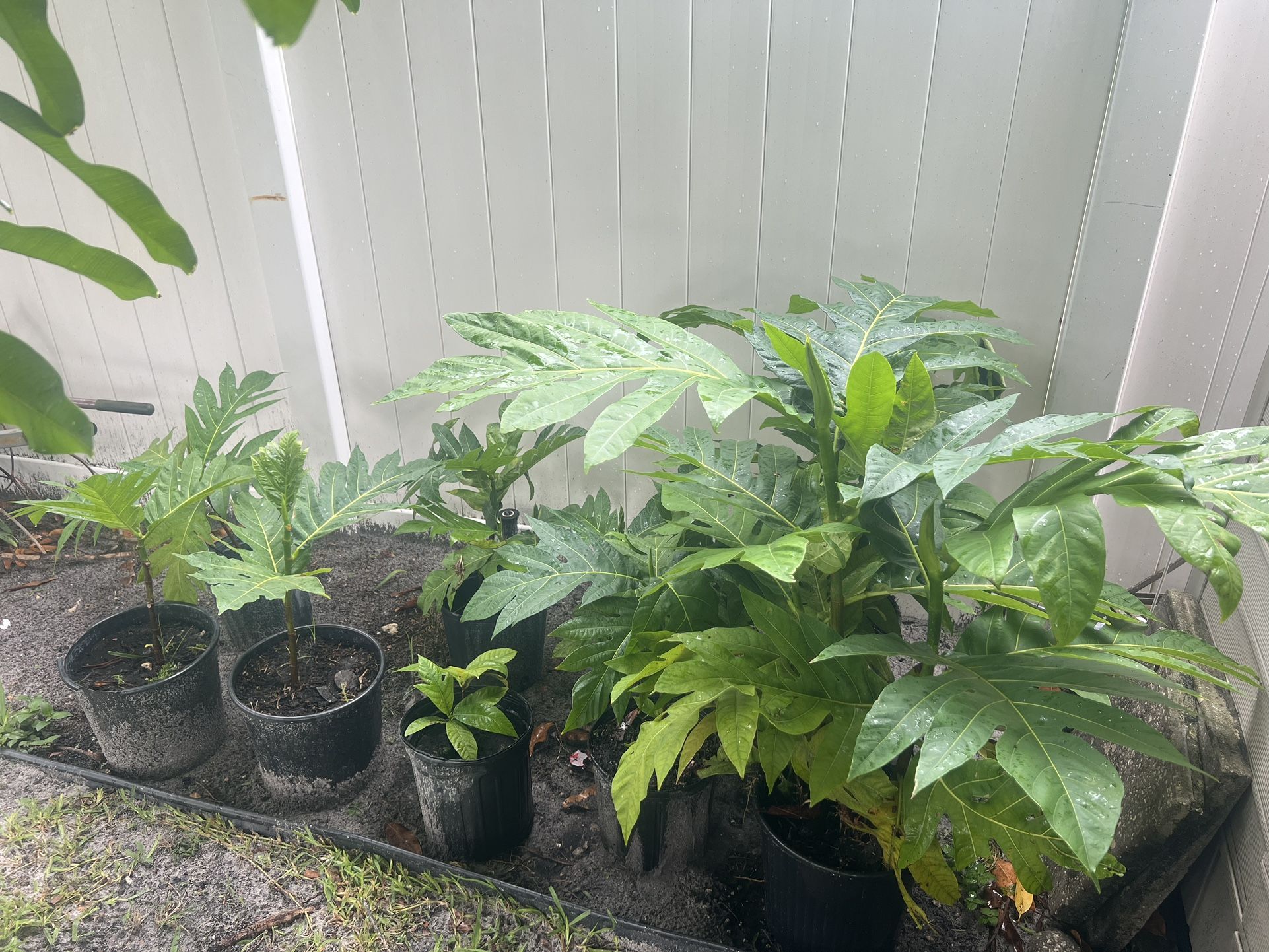 Breadfruit Tree For Sale