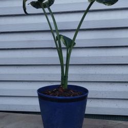 Giant Hosta Lily 