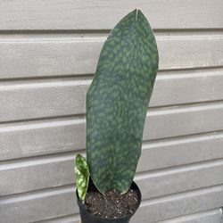 6” Sansiveria Whale Fin 23” Tall 