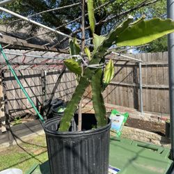Dragon Fruit Plant 