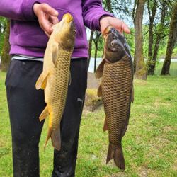  Carp 