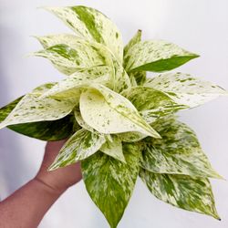 Plants (4”pot🌿Snow queen pothos )