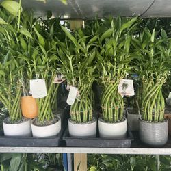 Lucky Bamboo In Ceramic Pot Pot. SPECIAL PRICE 🤩