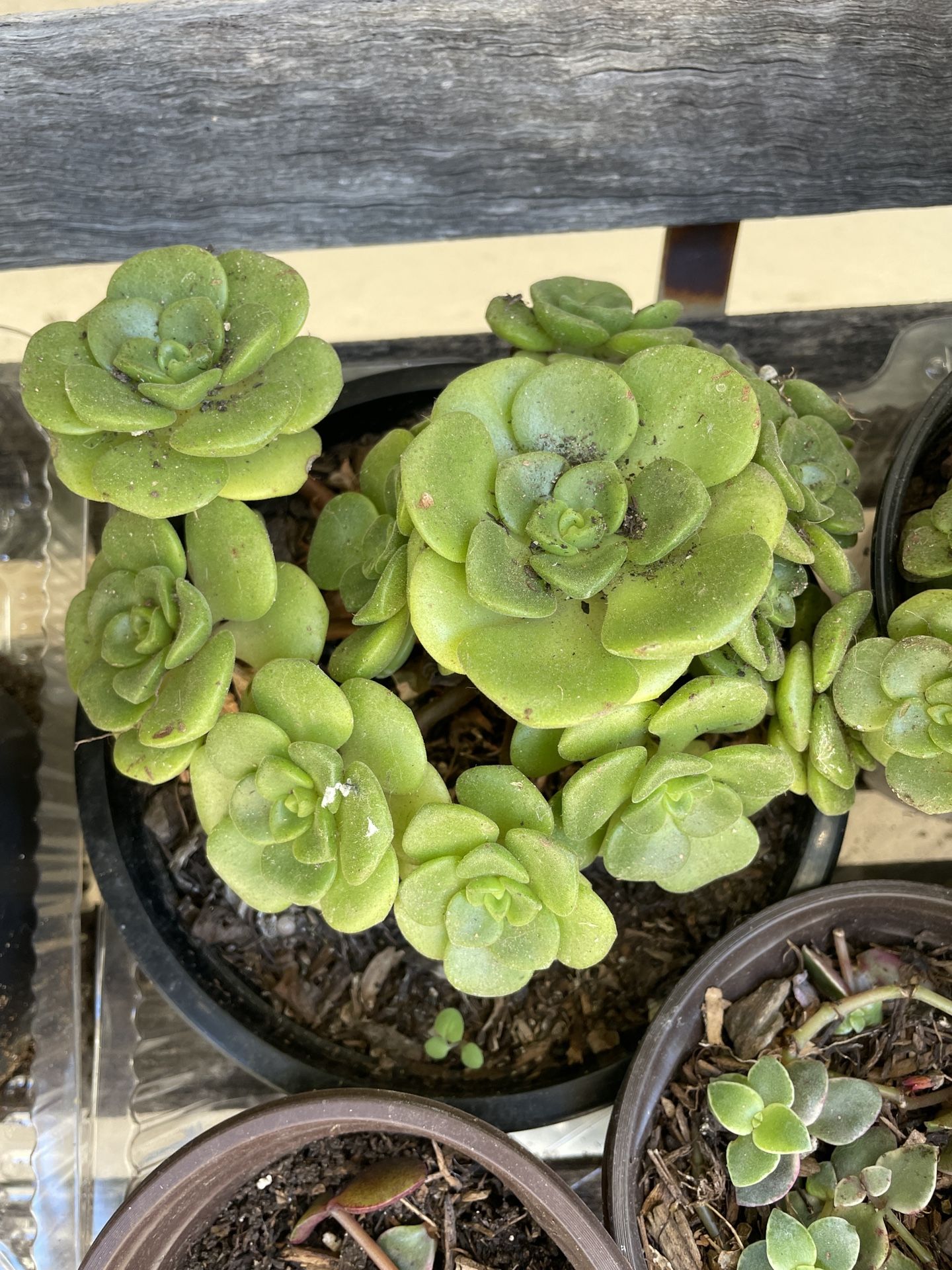 6in Pot Aeonium Succulent