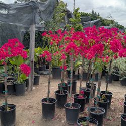Bougainvillea Tree
