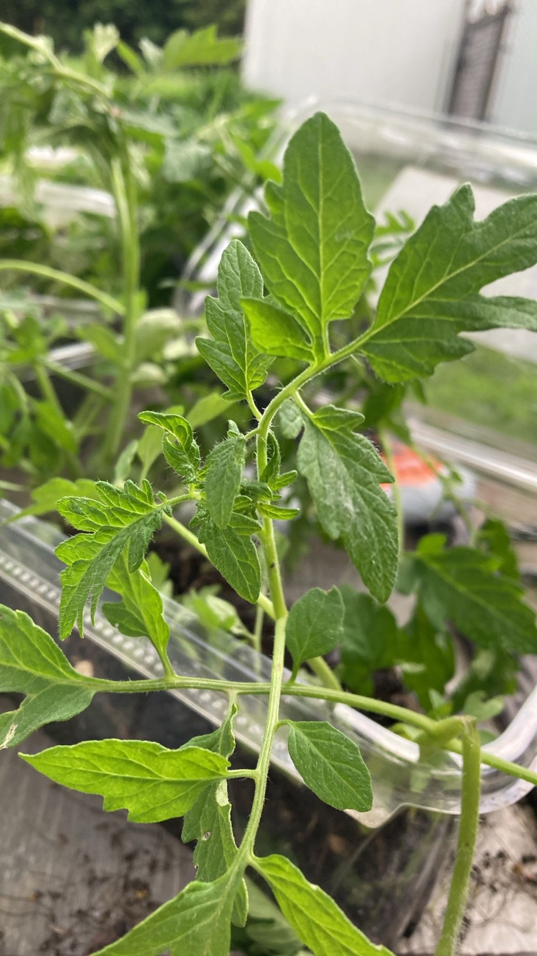Tomato plants