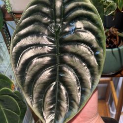 Alocasia Cuprea