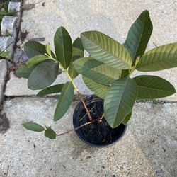 Pink Guava Plant 