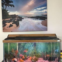 Fish Tank With Fishes