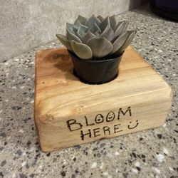Mini Plant With Wooden Stand