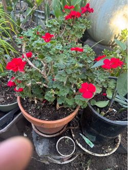 Red geranium clay 5 gallon pot.