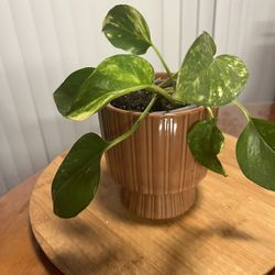 Pothos