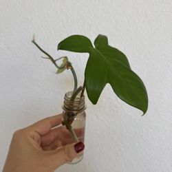 Philodendron Florida Green Cutting 🌿 (Rooting in Tiny Bottle)