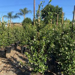 Star Jasmine