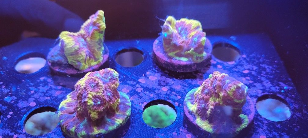 JF Gold Rush Favia Wysiwyg Frags