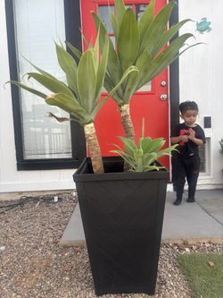 Fox tail agave